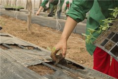 土壤墑情監測站在沙漠綠化中有什么作用？